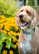 Whether choosing from a traditional dog collar, embroidered dog collar, or engraved buckle dog collar, you’ll find a great selection of personalized dog collars to choose from.  Duke & Fox® personalized dog collars come in a variety of unique styles and patterns. Our embroidered collars and engraved buckle collars also add to your dog's safety and your peace of mind with critical contact information should you and your dog get separated.   Doodle wearing a gnome collar in a flower garden.