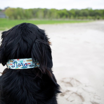 St. Bernese on a lake wearing a Duke & Fox® Personalized dog collar with fishing lures and an embroidered name in navy blue thread.