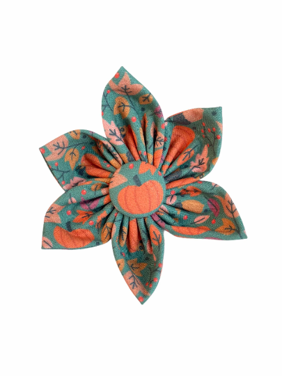 Dog collar flower with teal backdrop and vibrant pumpkins and leaves.