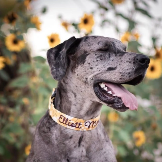 Great Dane wearing an embroidered dog collar by Duke & Fox. Yellow floral dog collar with burgundy embroidred dog collar.