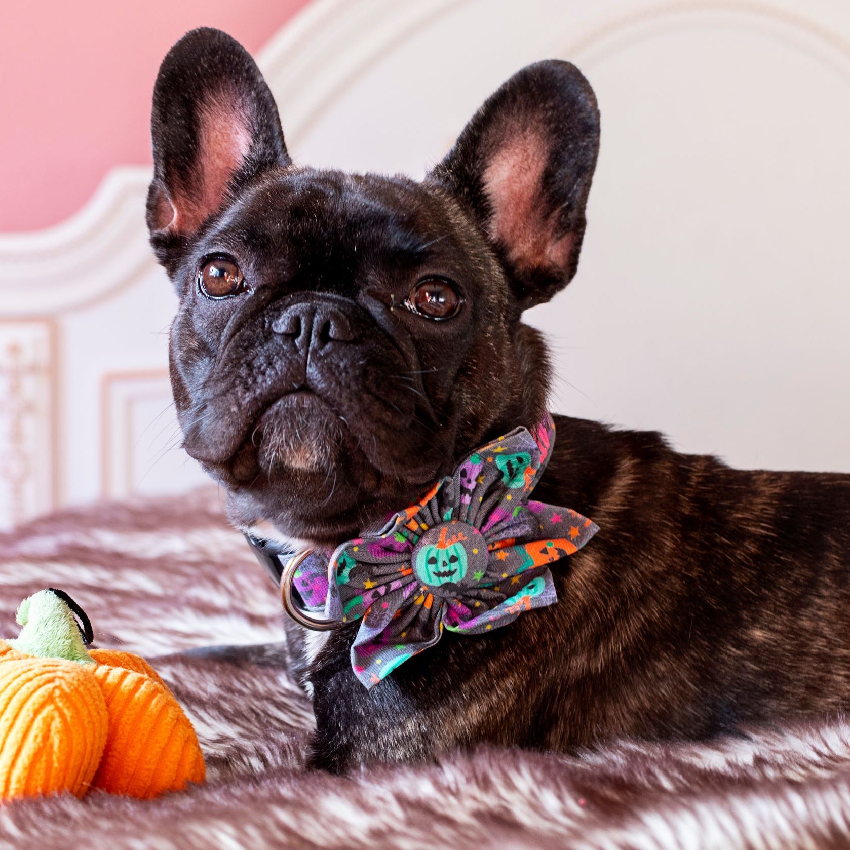 Brindle French Bulldog wearing a Duke & Fox Personalized Dog Collar with pumpkins, bats, spiders, and moons. Custom Dog Collar. Embroidered Dog Collar.