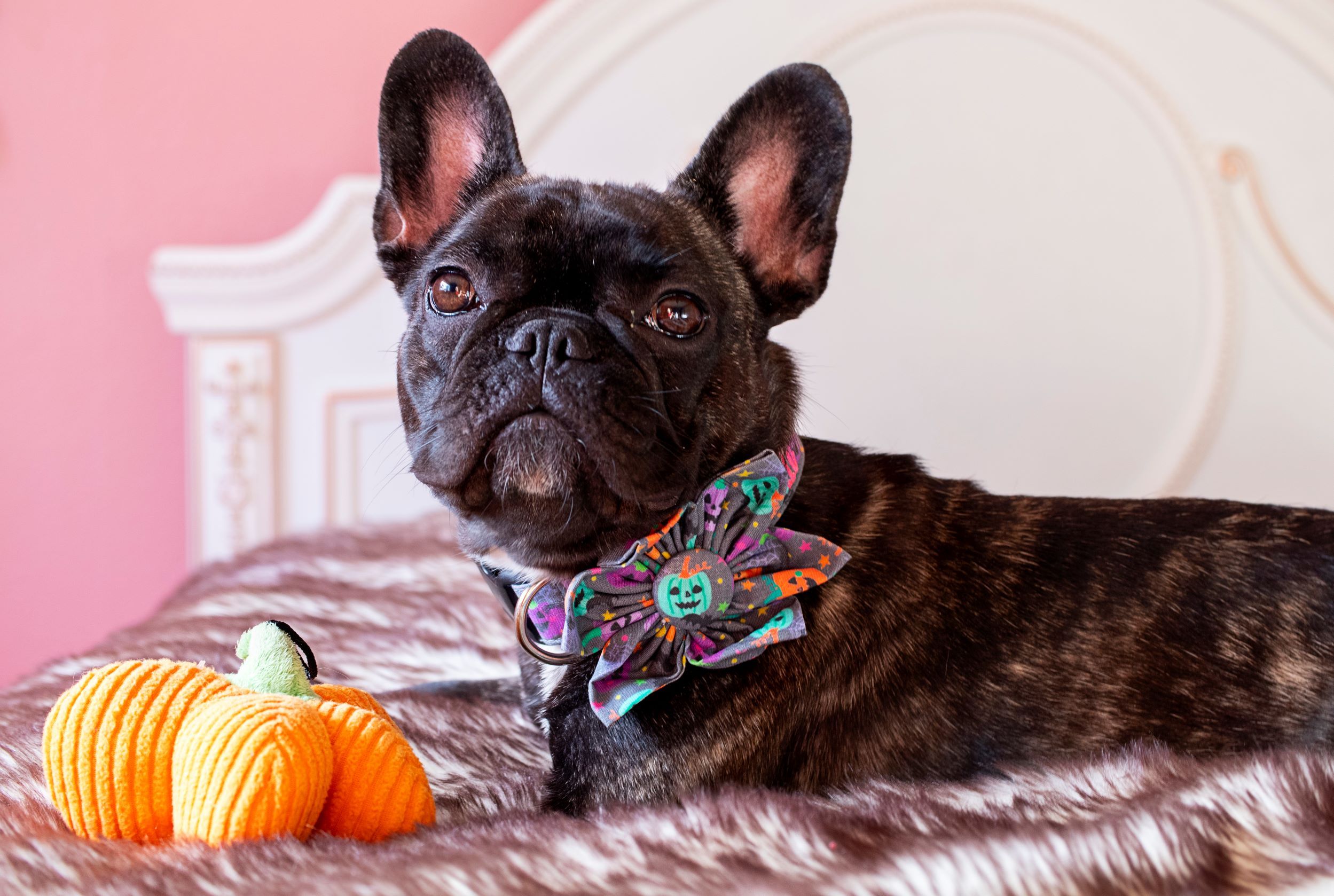 Brindle French Bulldog wearing a Duke & Fox Personalized Dog Collar with pumpkins, bats, spiders, and moons. Custom Dog Collar. Embroidered Dog Collar.