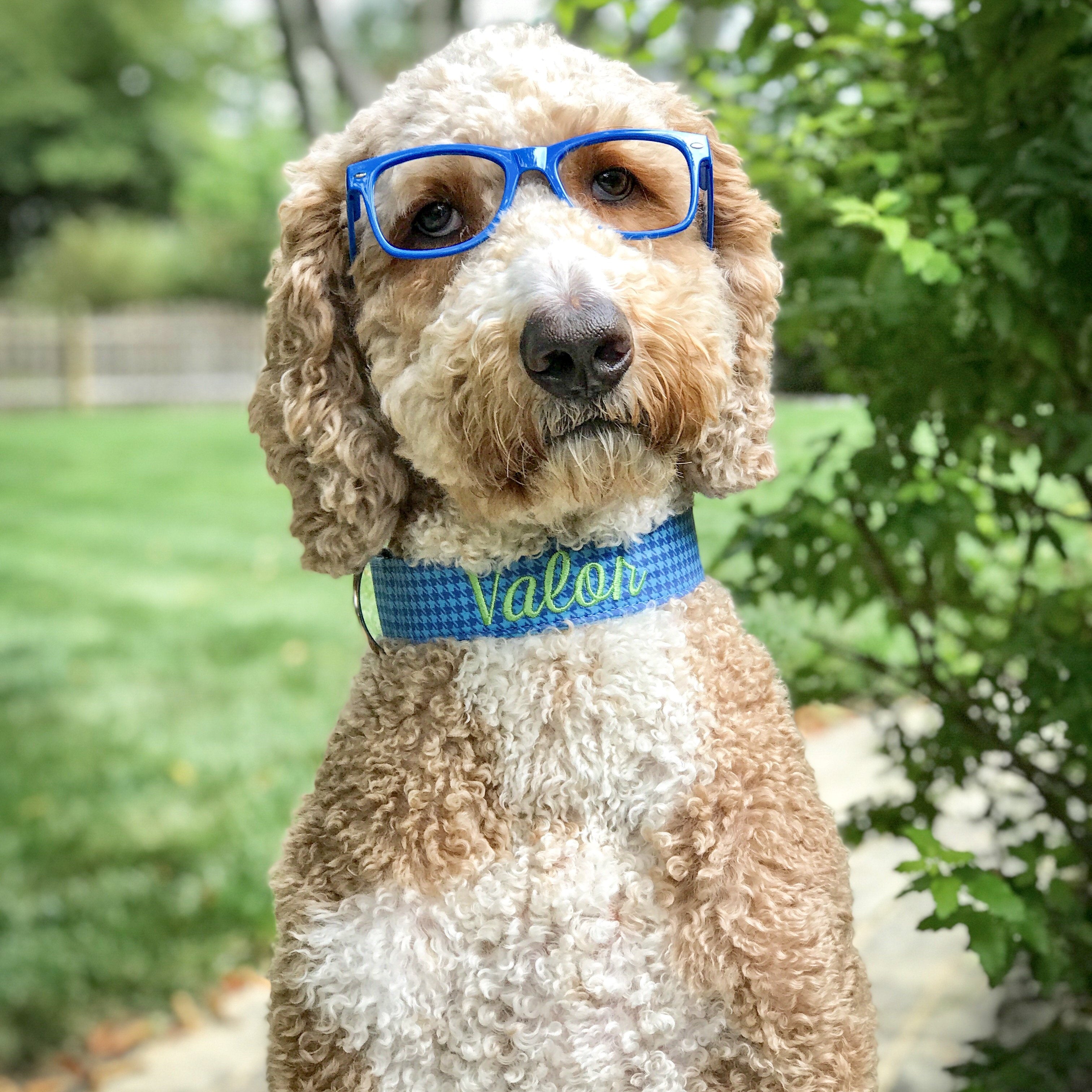 Valor the golden doodle wearing a blue houndstooth dog collar that is embroidered with his name. Embroidered dog collar with lime green embroidered name. Goldendoodle wearing glasses.