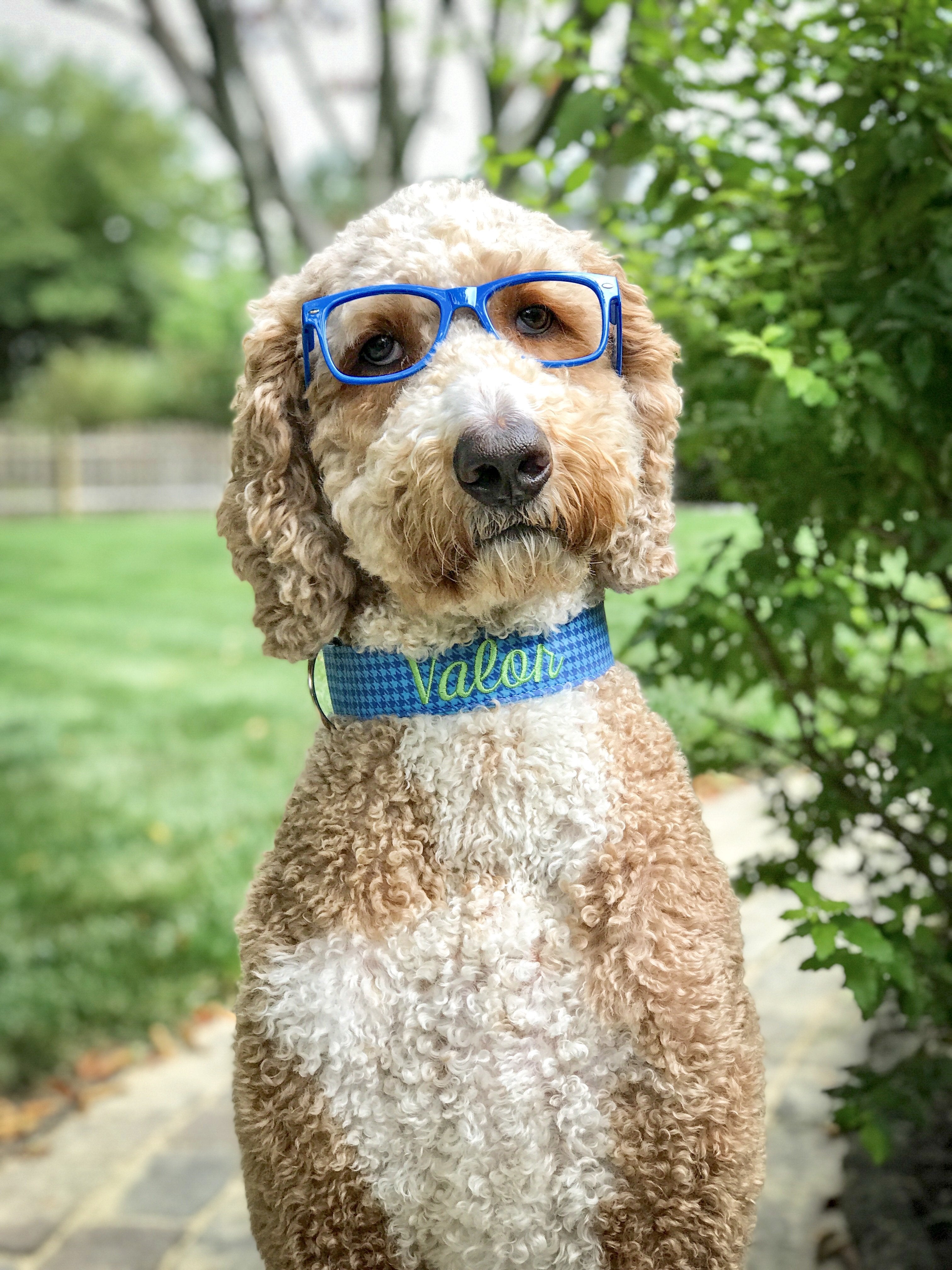 Valor the golden doodle wearing a blue houndstooth dog collar that is embroidered with his name. Embroidered dog collar with lime green embroidered name. Goldendoodle wearing glasses.