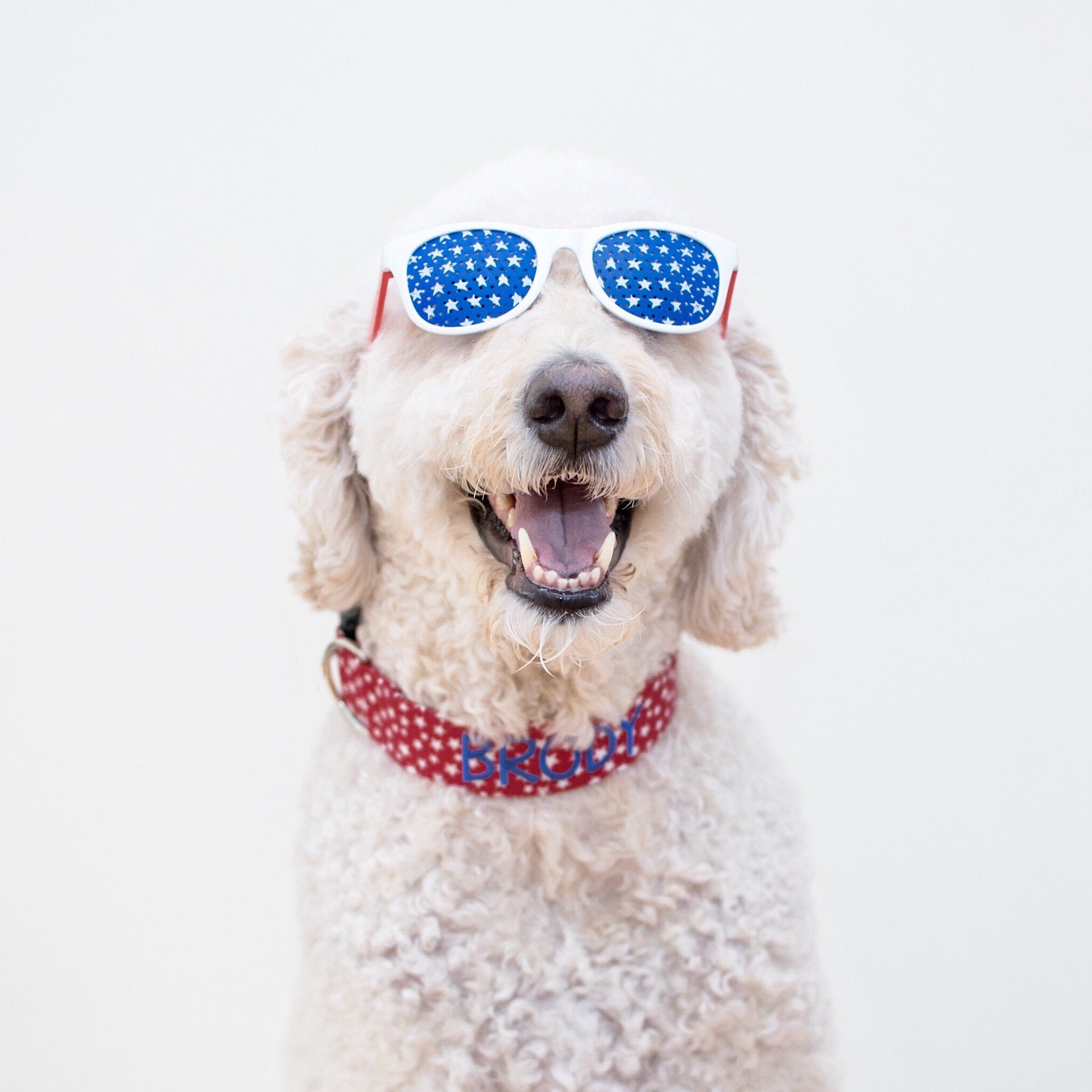 A goldendoodle wearing a Duke & fox embroidered Dog Collar for 4th of July. A red white and blue dog collar. Patriotic dog collar. Stars dog collar. Dog Collar with embroidery. Custom Dog Collar with name and phone. Picture it: burgers, hotdogs, sparklers, pool parties (no fireworks cause, well, most dogs don't like those)….and your personalized collar that screams 4th of July, America, 'Merica, and independence. No fireworks needed when your pup is the life of the party.