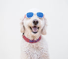 A goldendoodle wearing a Duke & fox embroidered Dog Collar for 4th of July. A red white and blue dog collar. Patriotic dog collar. Stars dog collar. Dog Collar with embroidery. Custom Dog Collar with name and phone. Picture it: burgers, hotdogs, sparklers, pool parties (no fireworks cause, well, most dogs don't like those)….and your personalized collar that screams 4th of July, America, 'Merica, and independence. No fireworks needed when your pup is the life of the party.