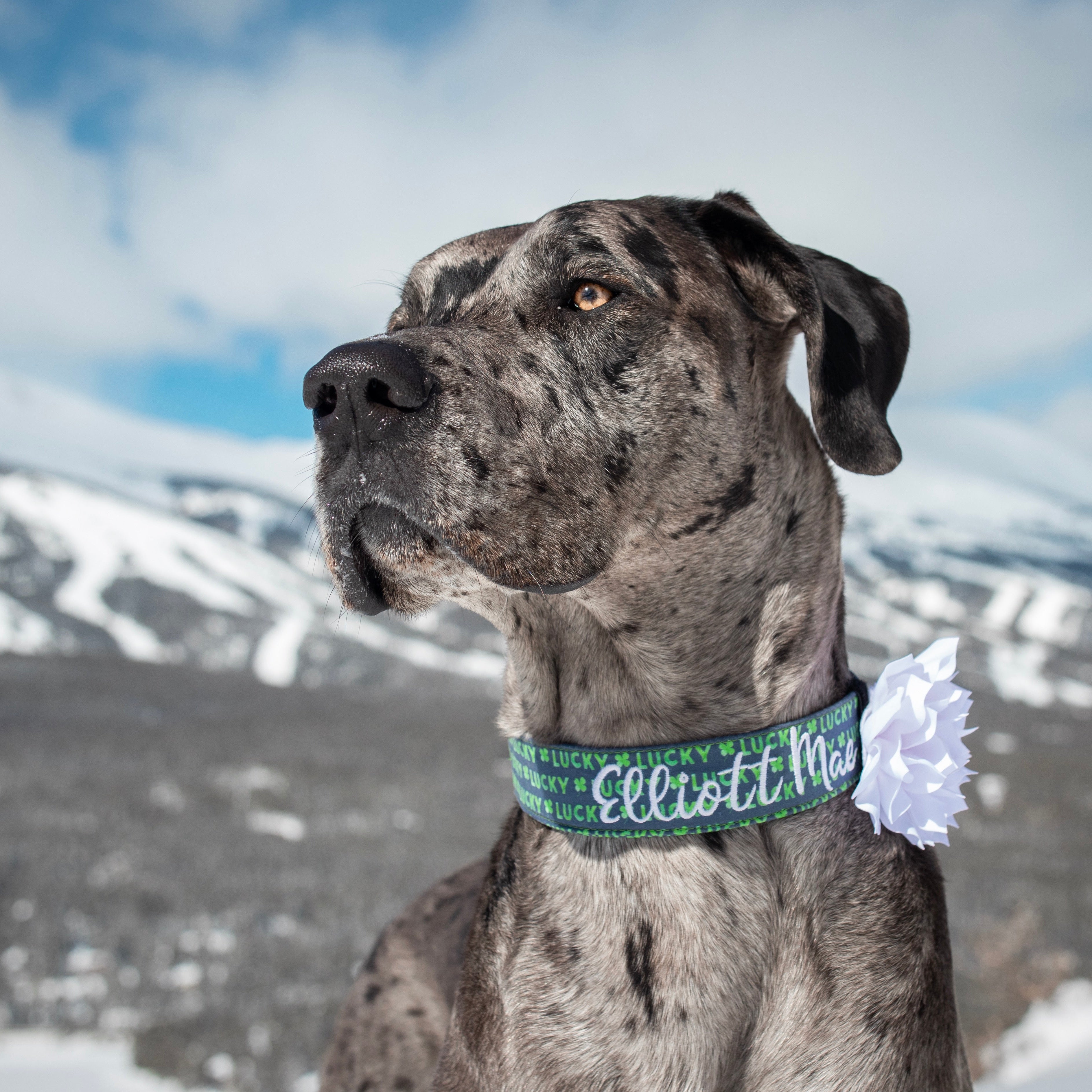 Personalized St. Patricks Day Dog Collar. Custom Dog Collar by Duke & Fox®. Navy and green dog collar with lucky and shamrock pattern. Embroidered Dog collar being modeled by Elliott the great dane.