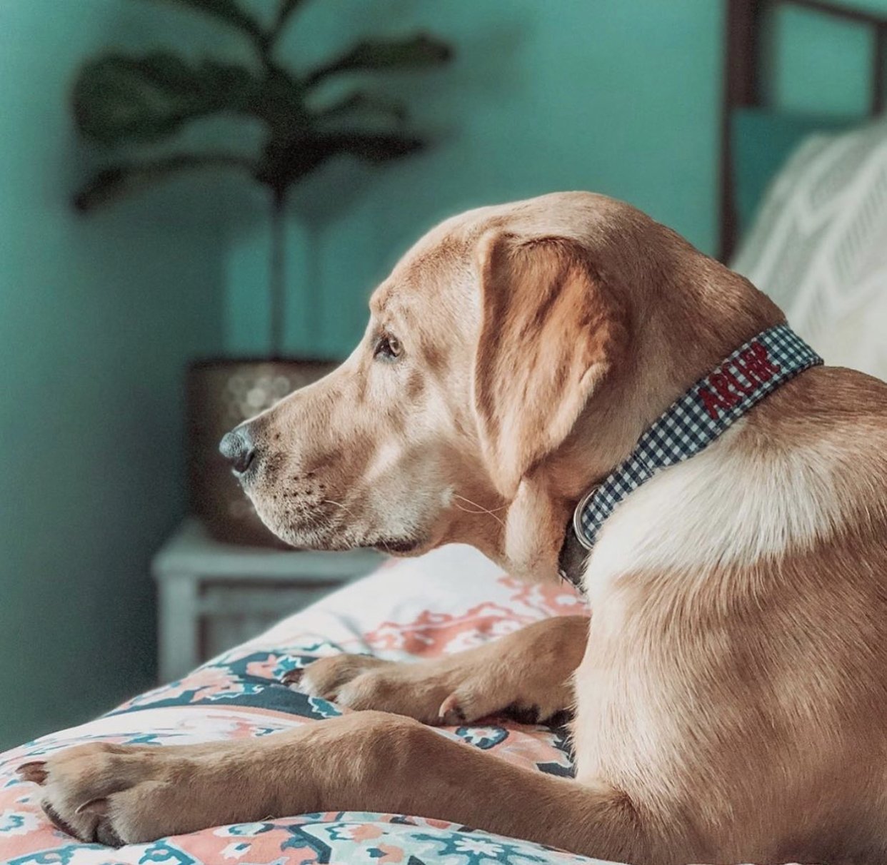 Archie the Labrador is wearing a Duke & Fox blue gingham personalized dog collar. Royal blue gingham dog collar. Embroidered Dog Collar. Blue Gingham dog collar with embroidered name in red thread. Custom embroidered dog collar.