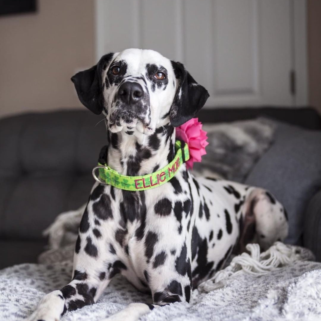 Ellie Mae the dalmation is wearing a personalized dog collar by Duke & Fox. Green Shamrock collar with an embroidered name with a pink matching flower. Custom dog collar with embroidred name.