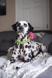 Ellie Mae the dalmation is wearing a personalized dog collar by Duke & Fox. Green Shamrock collar with an embroidered name with a pink matching flower. Custom dog collar with embroidred name. 