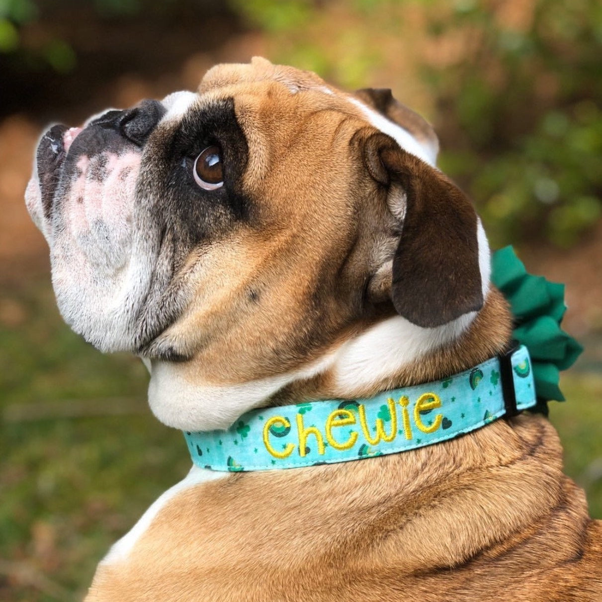 English bulldog wearing a personalized embroidered dog collar by Duke and Fox. St. Patricks day custom collar modeled by Chewie the bulldog.