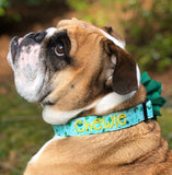 English bulldog wearing a personalized embroidered dog collar by Duke and Fox. St. Patricks day custom collar modeled by Chewie the bulldog.