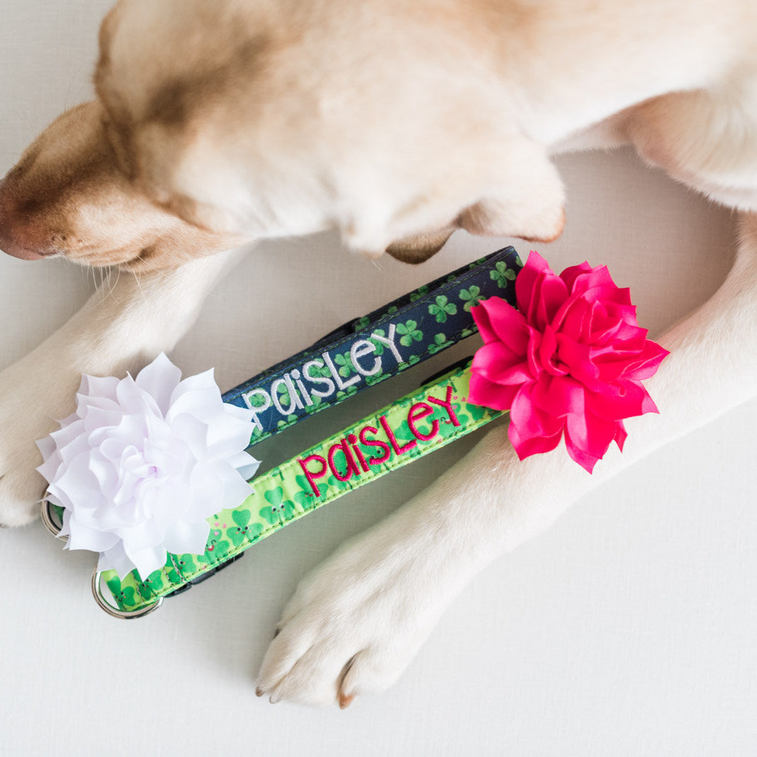 Paisley the Labrador is in a product photography photo with 2 Personalized St. Patricks Day Collars that are embroidered with names and accessorized with matching collar flowers.