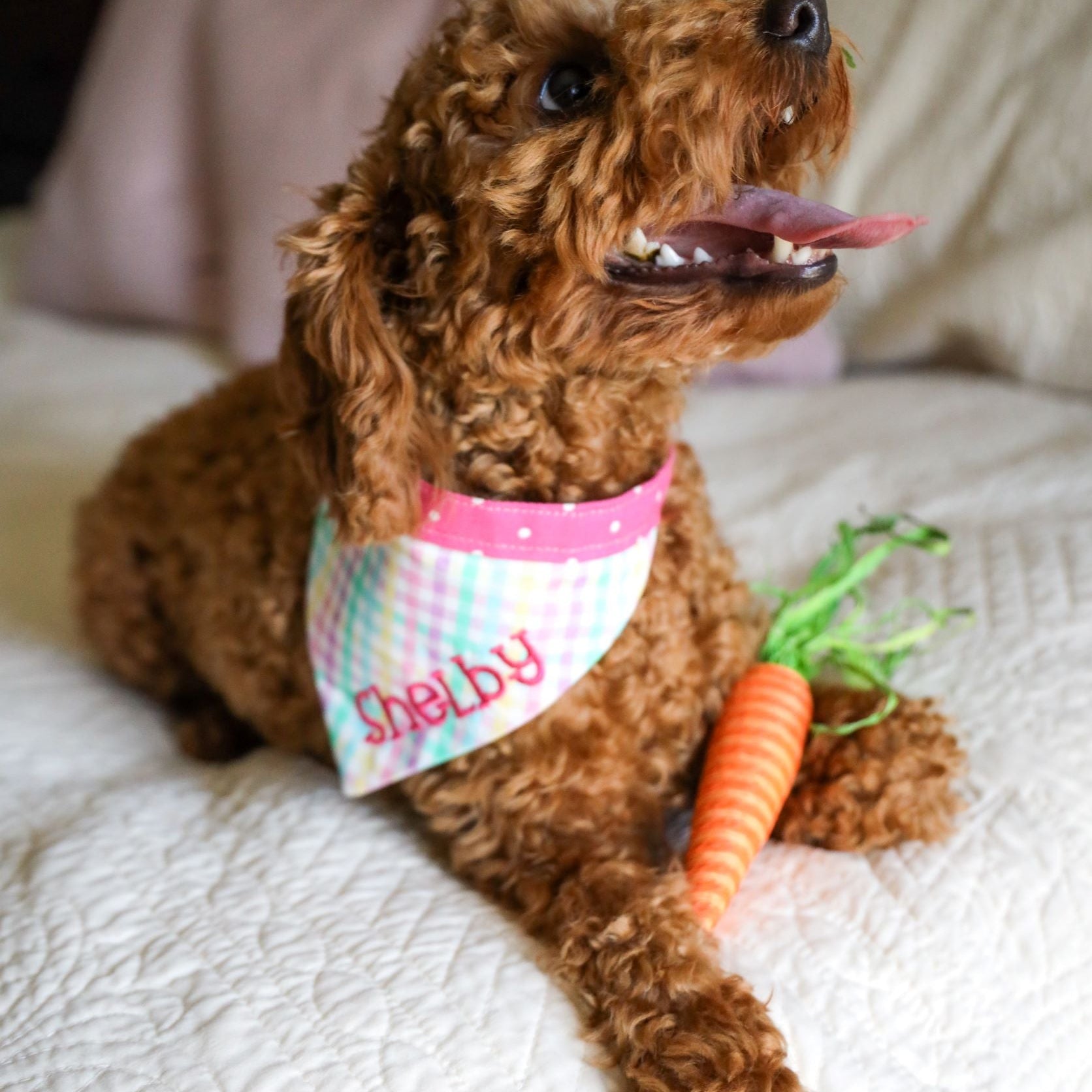 Red Mini Poodle wearing a gingham bandana. Poodle puppy wearing an embroidred dog collar by Duke & Fox.
