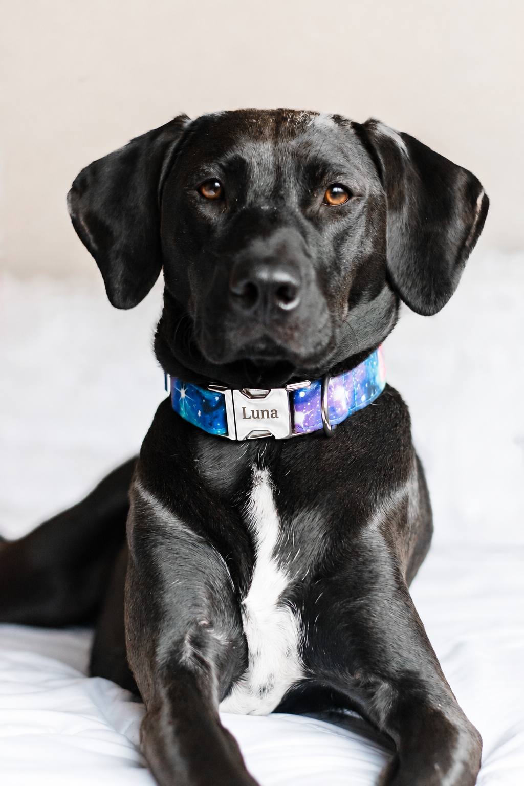 Which Dog Collar Buckle Is Best? A Guide to Duke & Fox Buckle Options