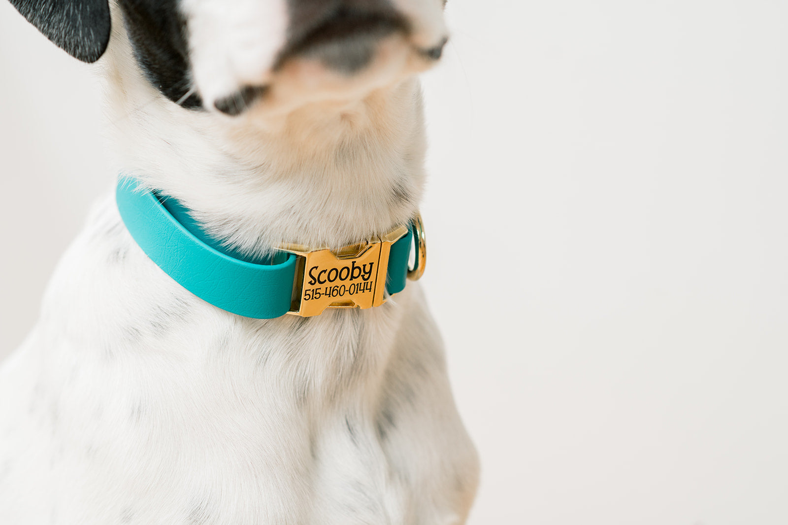 A black and white dog is wearing a bright teal biothane collar with a brass buckle.