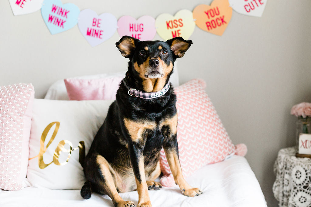 Duke & Fox Valentines Day Collar Dog Flower Collar Accessory