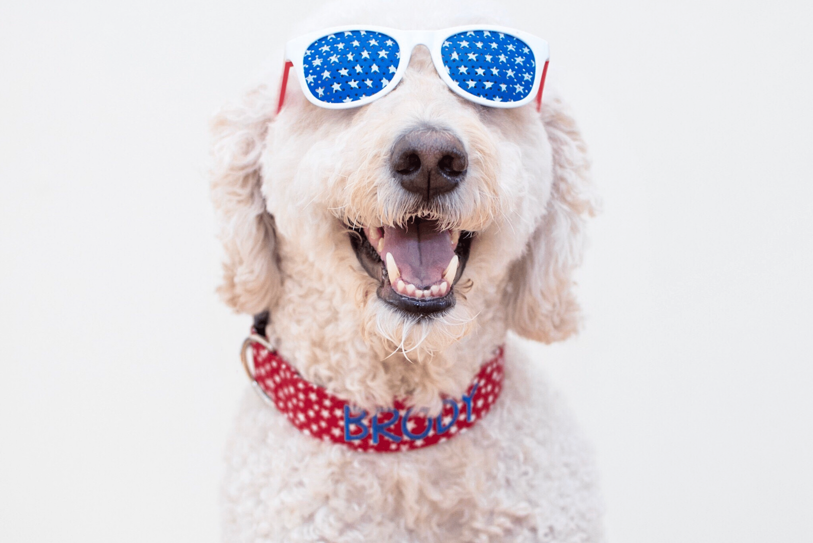 Dog in Fourth of July collar from Duke & Fox