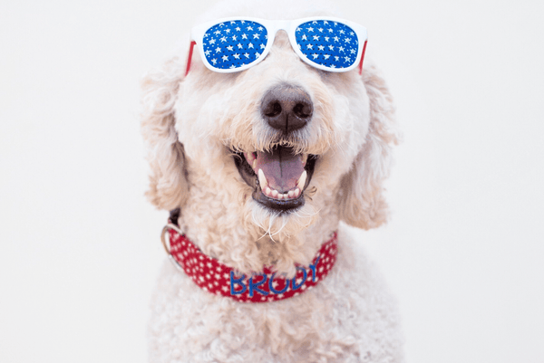 Fourth Of July Dog Safety Tips