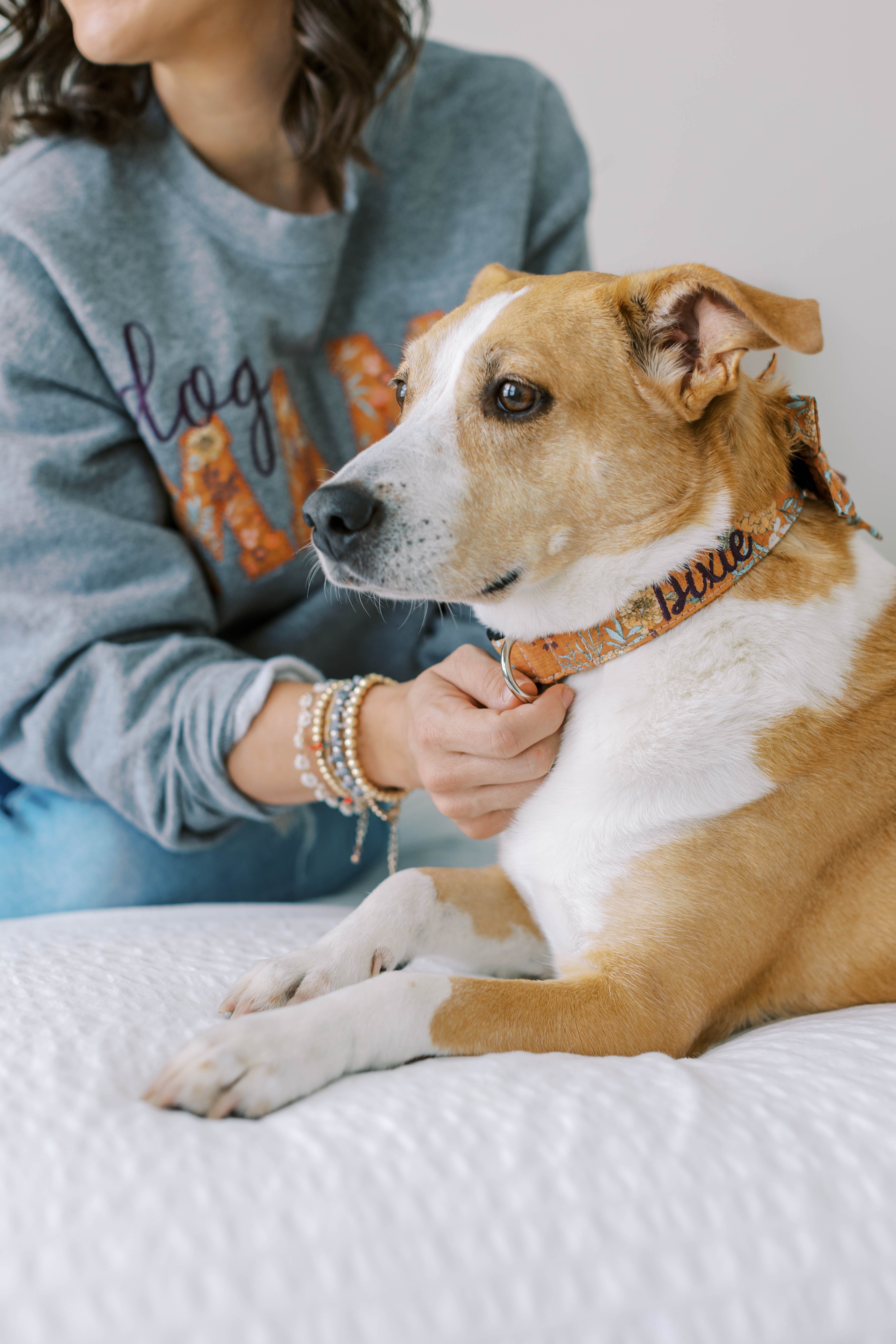 Dogs & Fall, Fall & Dogs