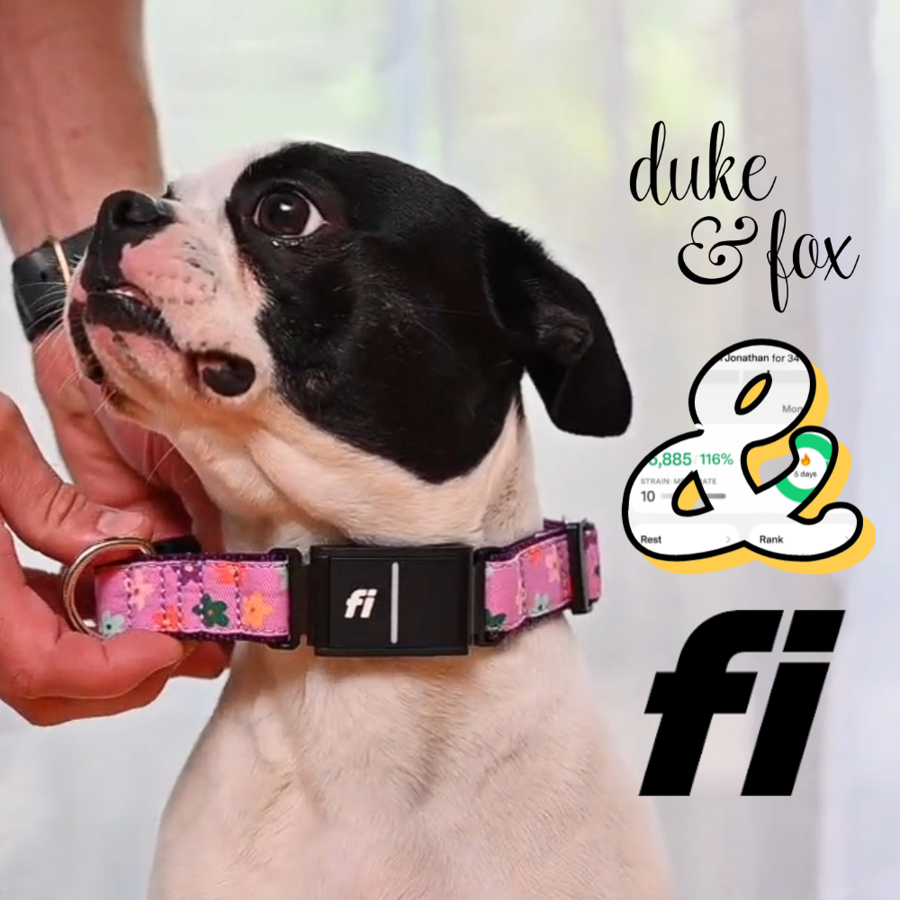Which Fi Dog Collar Is Right for You? A Guide to Duke & Fox’s Three Options