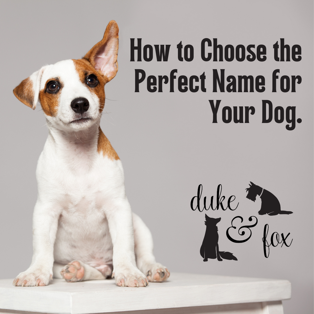 How to Choose the Perfect Name for Your Dog. Duke & Fox
