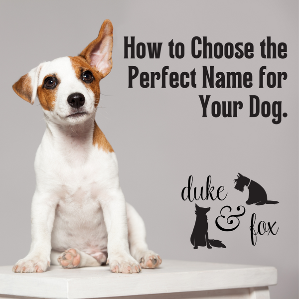 How to Choose the Perfect Name for Your Dog.