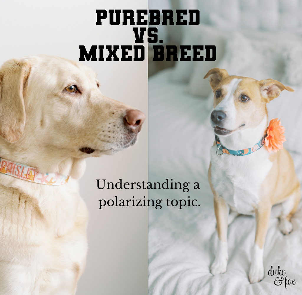 Purebred Vs. Mixed Breed, What's Best For You? – Duke & Fox