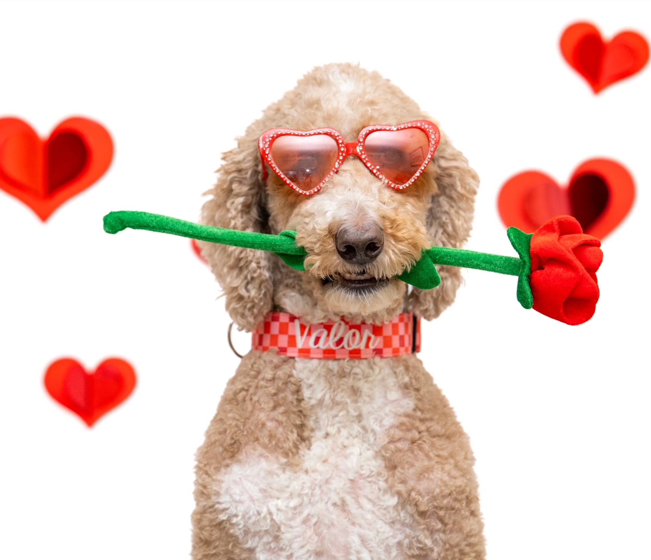 A Golden Doodle wearing a personalized embroidered pink and red Valentine's Day Collar. Personalized checkered Valentine's Dog Collar by Duke and Fox. Duke & Fox Embroidered Dog Collars.