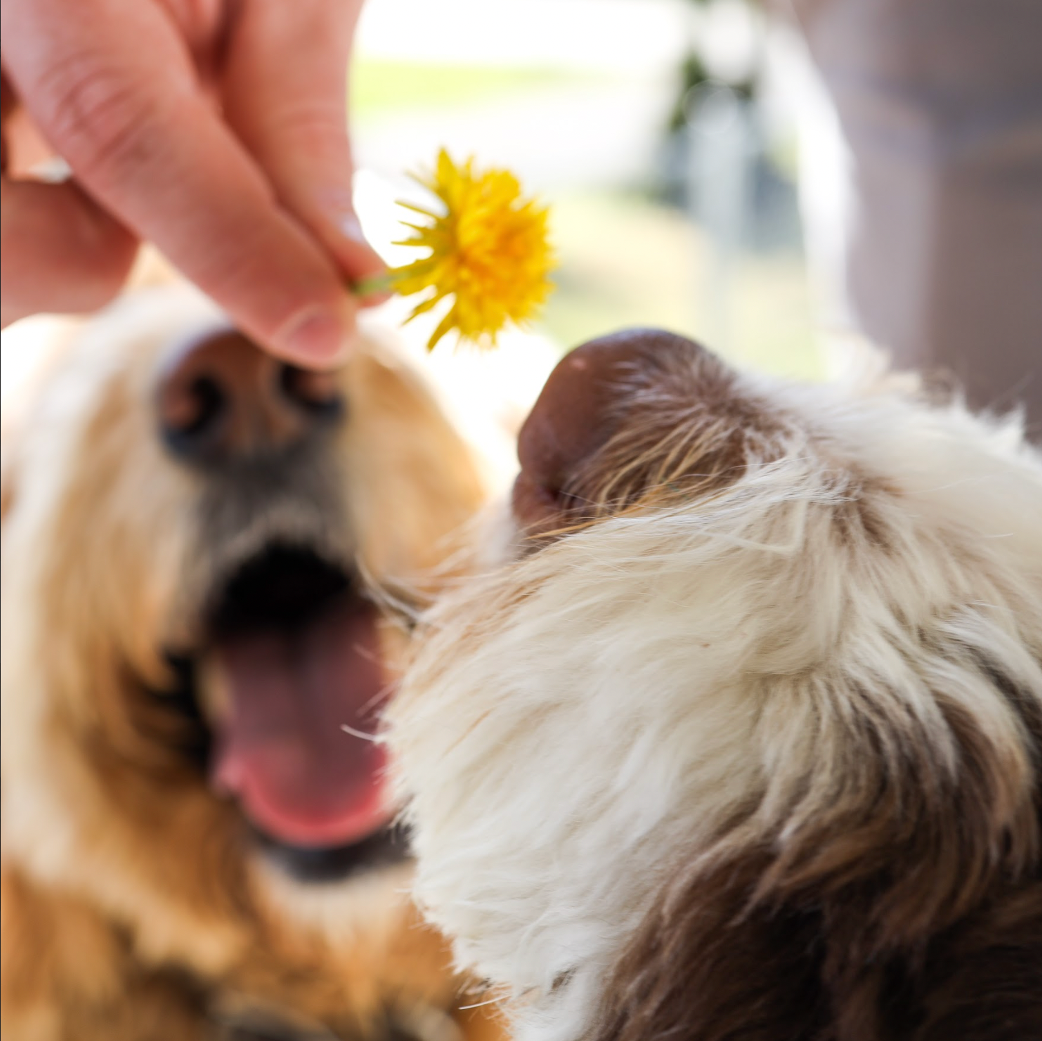 Celebrating March Holidays with Your Pup: Peanut Butter, Cereal, and More!