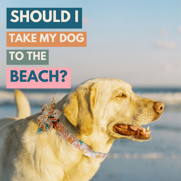 Should I Take My Dog to the Beach?