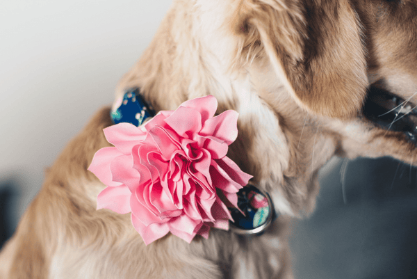 The Best Matching Dog Accessories For A Totally Cute & Coordinated Look