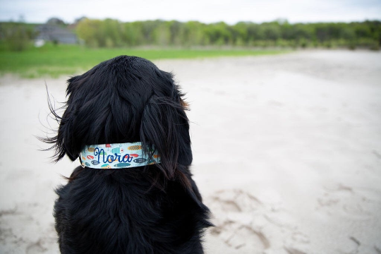 St. Bernese Mountain dog in a duke and fox personalized dog collar in a fishing lures pattern. The collar is personalized with the name Nora and the dog is on the beach.