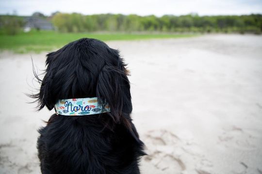 Embroidered Dog Collars To Get Your Dog Ready For Summer