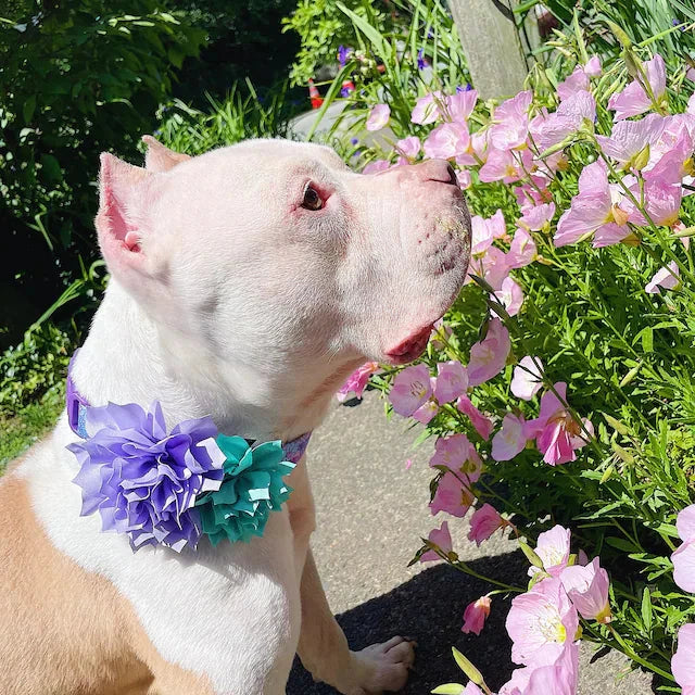 Dog wearing Duke and Fox Flower accesories while sniffing pink flowers