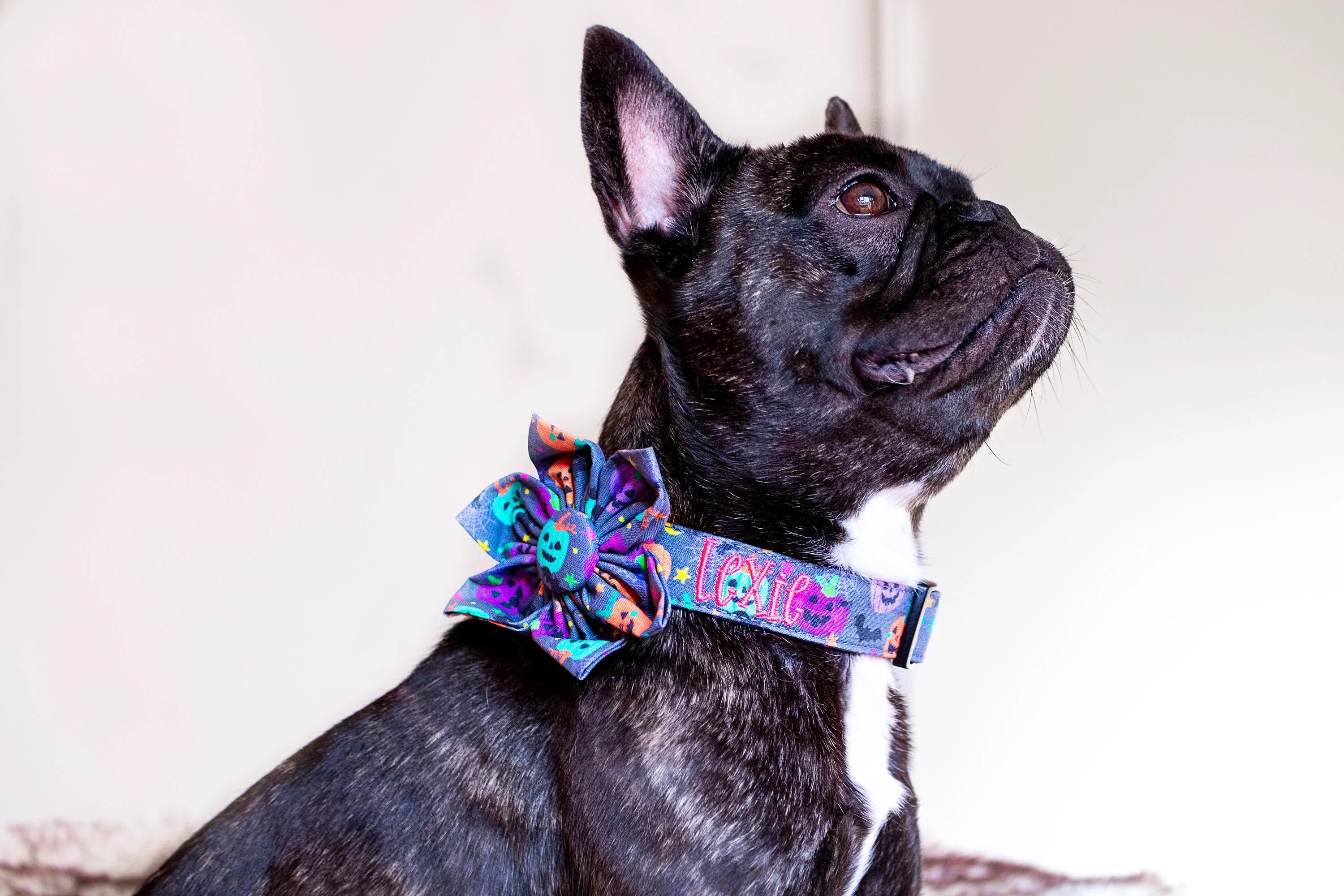 Too Cute to Spook: Halloween Dog Collars With Personality