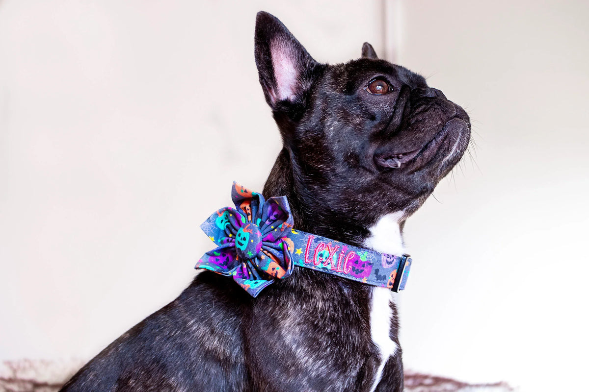 Too Cute to Spook: Halloween Dog Collars With Personality