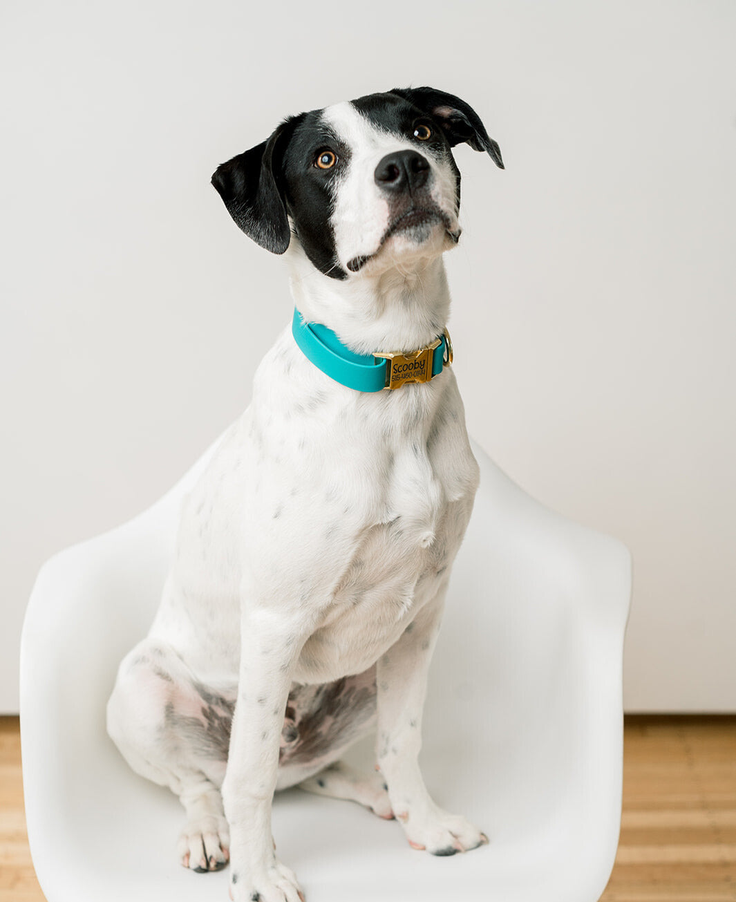 Biothane® Dog Collars by Duke & Fox®