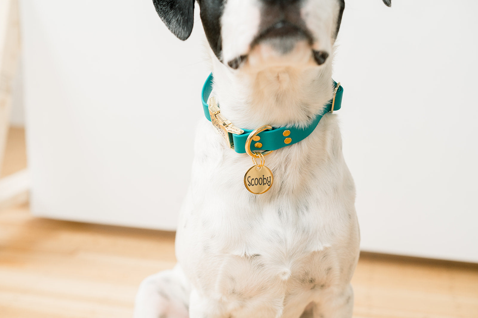 Personalized Pet Identification Tags