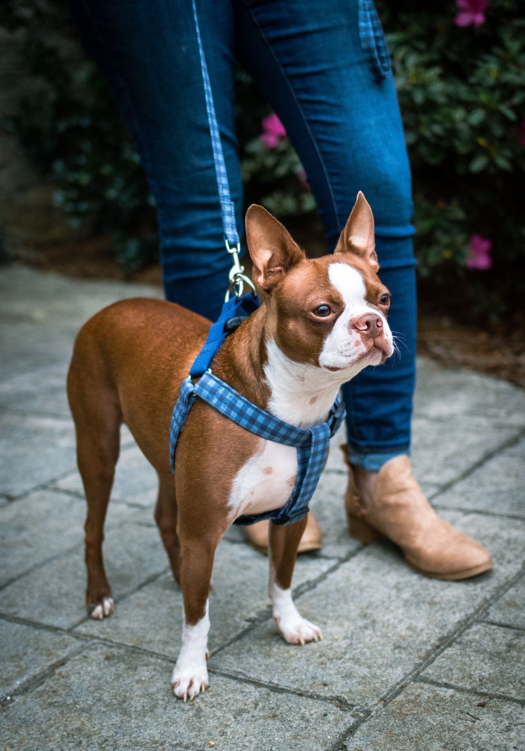  We are happy to customize your dog collar, harness, bows, and leashes to fit your pups personality. We made dog collars and all the matching accessories for all breeds, sizes, and attitudes.  Boston Terrier wearing a walk in harness made by Duke & Fox.