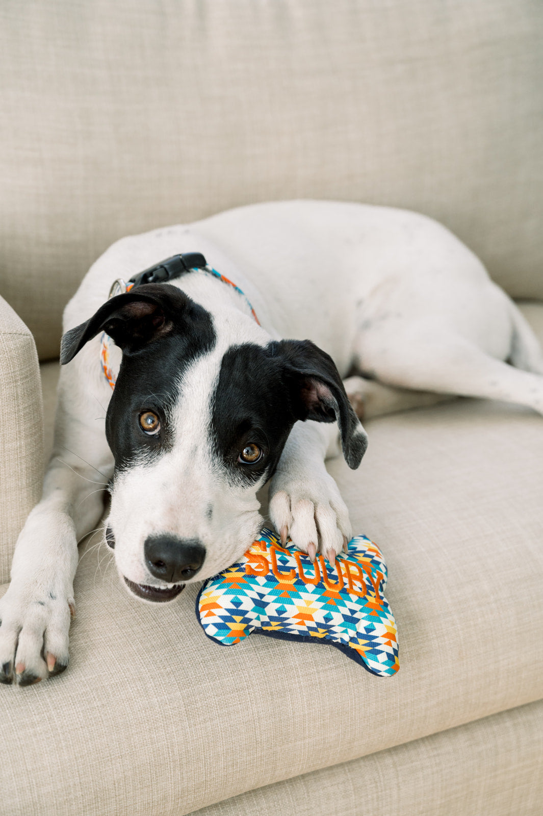 Personalized Dog Toys