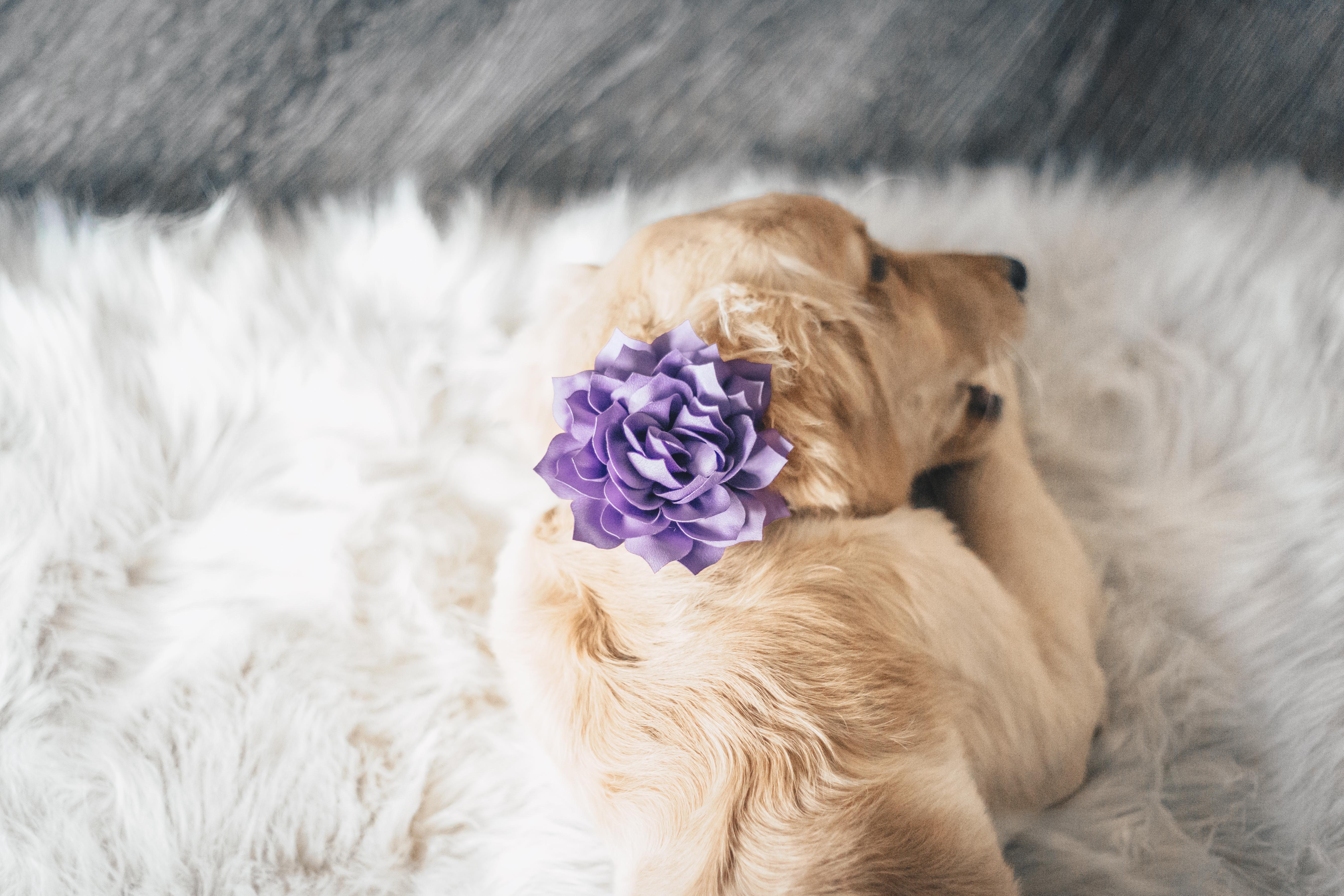 Dog Collar Flower 
