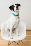 Personalized Biothane® Dog Collar