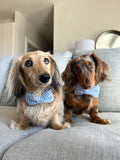 Baby Blue Gingham Dog Collar