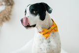 Personalized Dog Collar | Pumpkin Pie Dog Collar | Duke & Fox