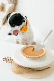 Personalized Dog Collar | Pumpkin Pie Dog Collar | Duke & Fox