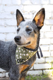 Blue Heeler wearing a personalized Duke & Fox bandana. Daisy dog bandana modeled by a blue heeler