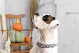 A white boxer wearing a personalized dog collar with pumpkins. 