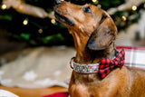 Wiener dog wearing a personalized collar by Duke and socks. Embroidered dog collar. Custom dog collar with Santa Claus and green embroidery thread. Wiener dog wearing buffalo plaid bowtie for dog collar. 