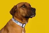 A large dog wearing a rainbow pattern collar embroidered with contact information. 